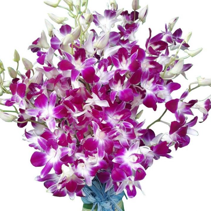 Purple Orchid Vase close