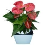 Anthurium In A Pot