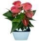 Anthurium In A Pot