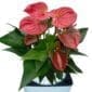 Anthurium In A Pot close-up