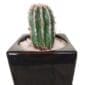 Cactus In A Ceramic Cube Pot close-up