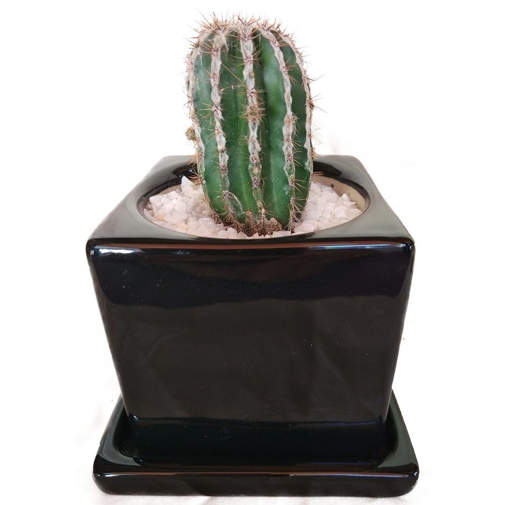 Cactus In A Ceramic Cube Pot