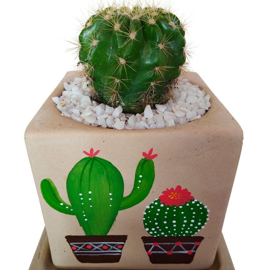 Cactus In Hand Painted Pot close