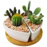 Cactus set of 4 close