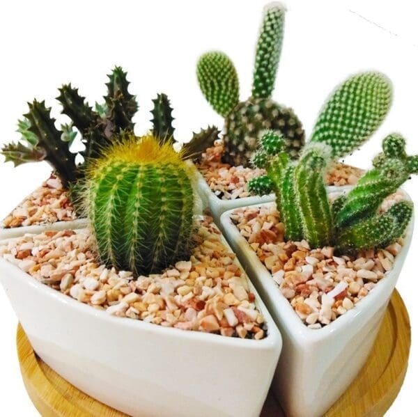 Cactus set of 4 close-up