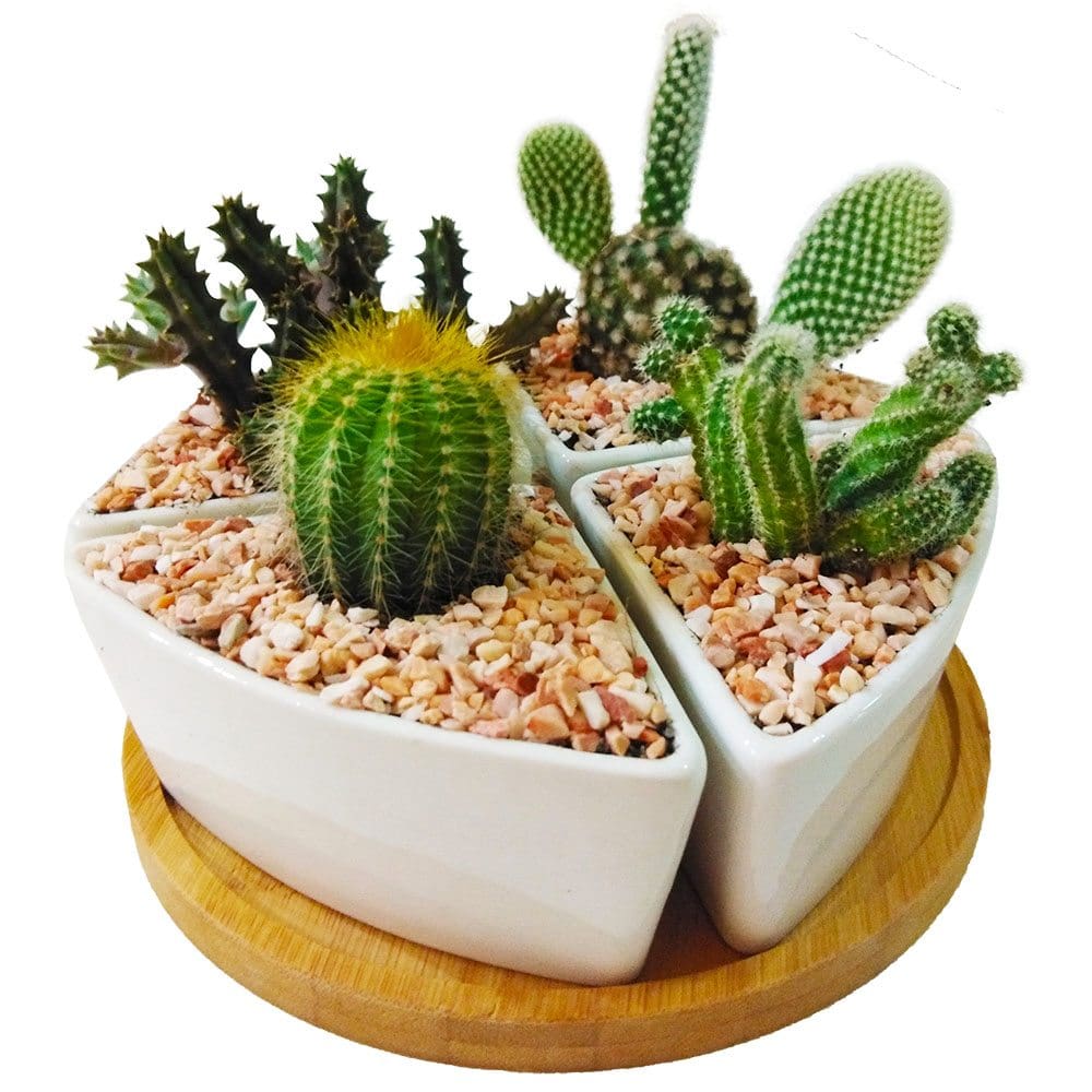 Cactus set of 4