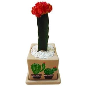 Chin cactus in a hand painted pot