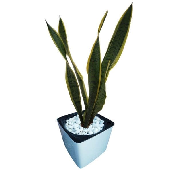 Snake Plant In A Pot